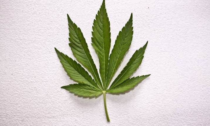 E a maconha?